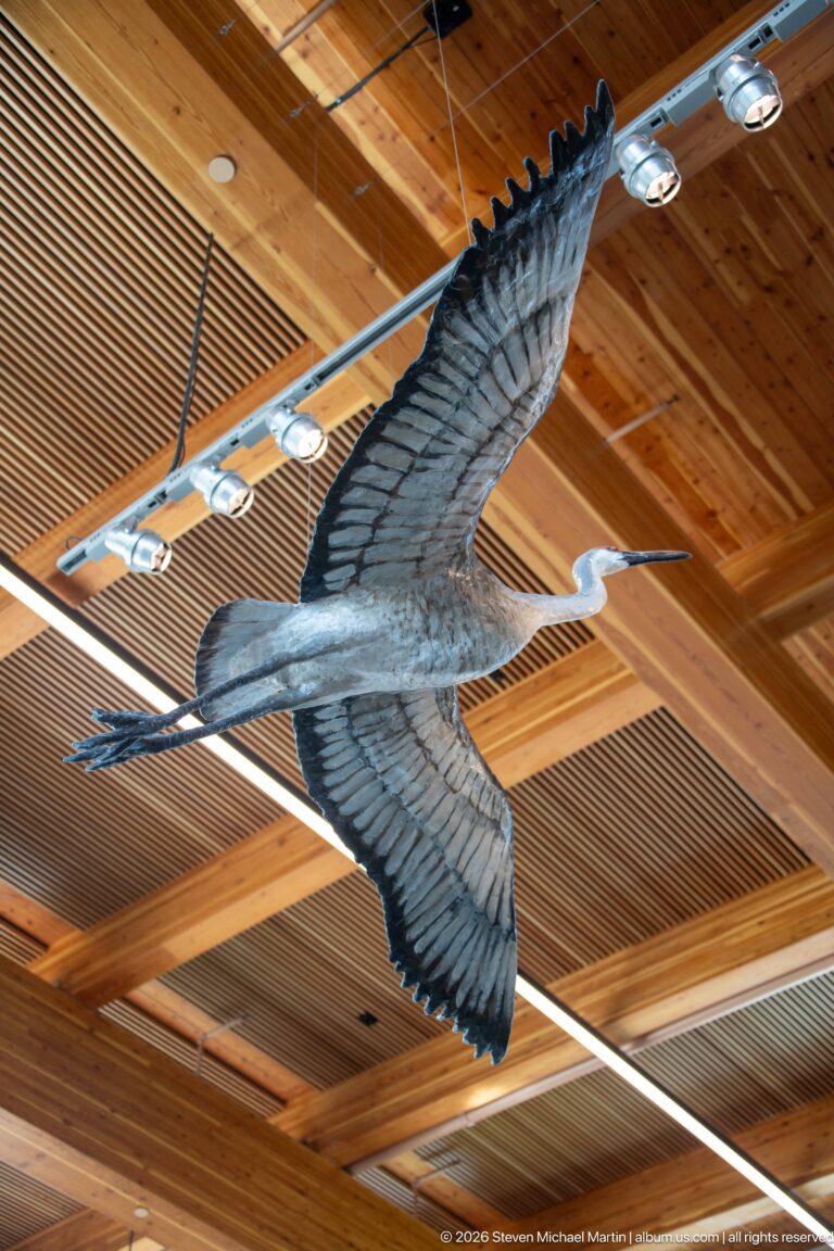 Large suspended raptor model seen from below with broad wings fully spread beneath a wood ceiling.