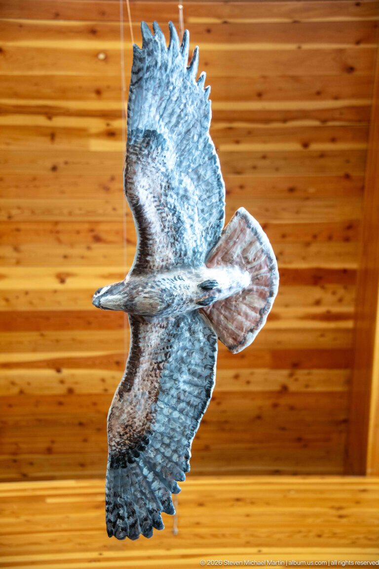 Underside of a suspended raptor model with spread wings, fanned tail, and mottled flight feathers.