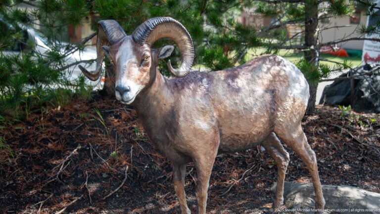 Life-size bighorn ram sculpture with curled horns standing among trees and groundcover outside the visitor center.