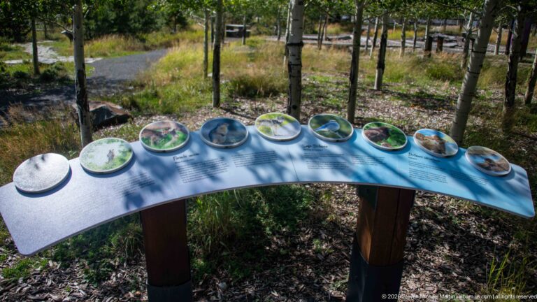 Curved outdoor interpretive table with a row of circular tactile or viewing stations among trees and grasses.