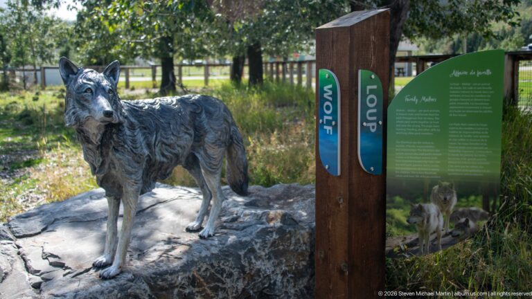 Gray wolf sculpture standing on a rock beside a bilingual WOLF species marker and interpretive panel.
