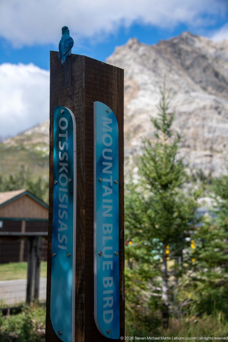 Wooden species marker reading MOUNTAIN BLUEBIRD with another language label against pale mountain slopes.